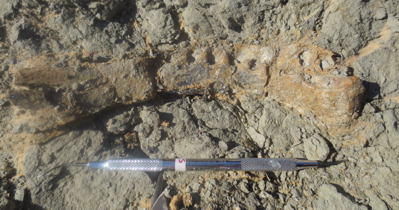 The fossilized remains of the animal’s jaw. (Image: Hesham Sallam, Mansoura University)